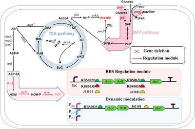 Dynamic and balanced regulation of the thrABC operon gene for efficient synthesis of L-threonine